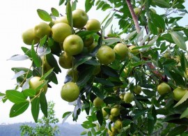 free-shipping-30-seeds-lot-organic-ziziphus-jujube-seeds-chinese-date-hardy-plant-bonsai-fruit-seeds (3)